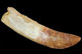 Carcharodontosaurus Tooth - Composite Root #71094-1